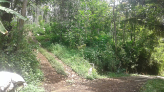 jual tanah murah 4 hektar
