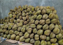 dibeli montong kane