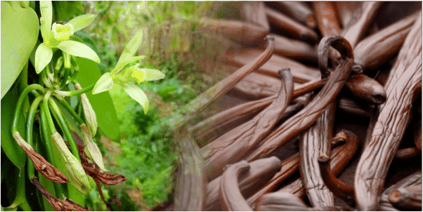 Jual Vanili Kering wangi tahan lama GRADE A kualitas Terbaik dan Harga bersaing