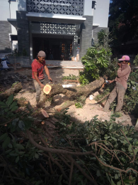 jasa potong pohon