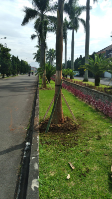 jual pohon solobium dll.