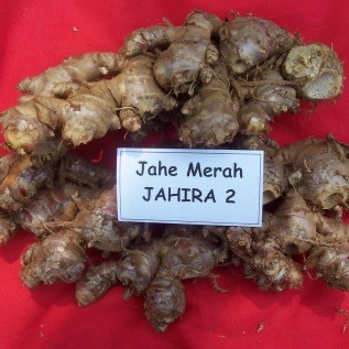 Jual bibit jahe gajah, merah, emprit, dll