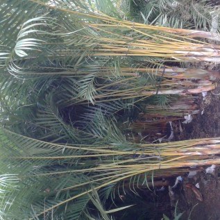 Jual pohon palem kuning