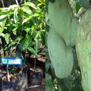 Bibit Mangga Mahatir Super Jumbo Berukuran 60cm Lokasi Purworejo
