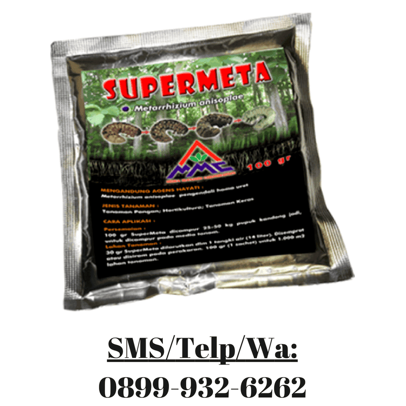 Obat Untuk Membasmi Uret Ulat Akar Tanah Puthul Gayas Ganjas Ulat Sawit & Tebu 