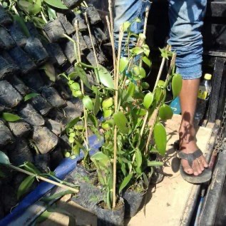 JUAL BIBIT VANILI