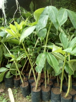 bibit porang