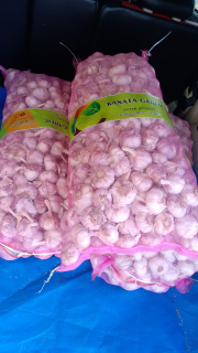 Bawang putih katting honan