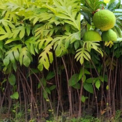 jual pohon sukun 