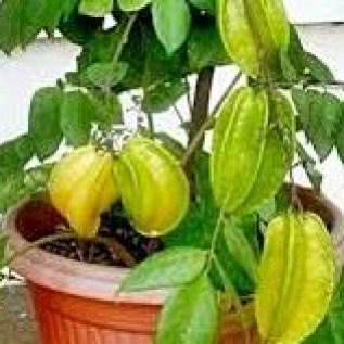 bibit belimbing mini yang unik kualitas unggul siap tanam hasil melimpah