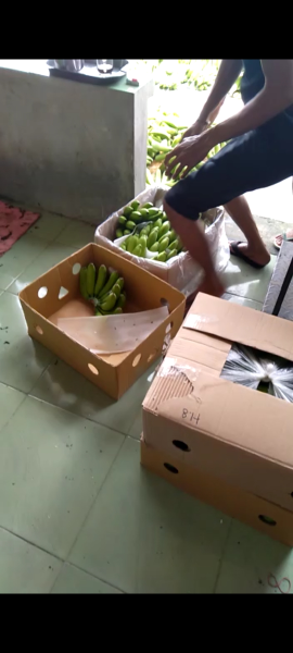 pisang cavendish