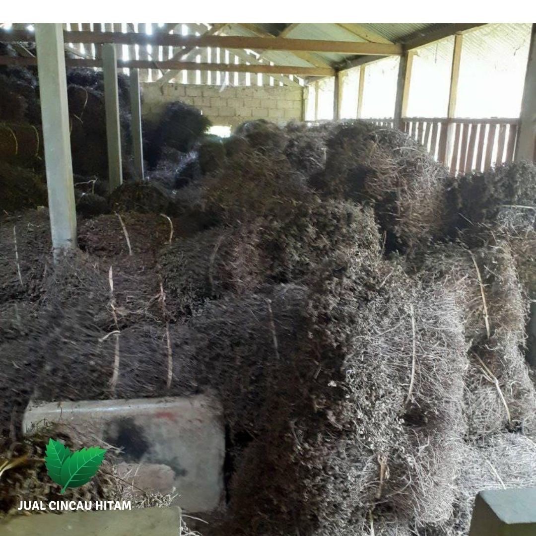 Supplier Cincau Hitam Di Aceh Tengah Terjamin Kualitasnya