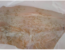Benih/Bibit/Benur Udang Galah