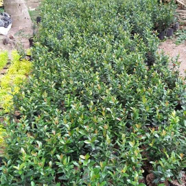 jual rumput gajah biasa.dll