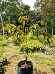 Bibit durian D24/malaysia