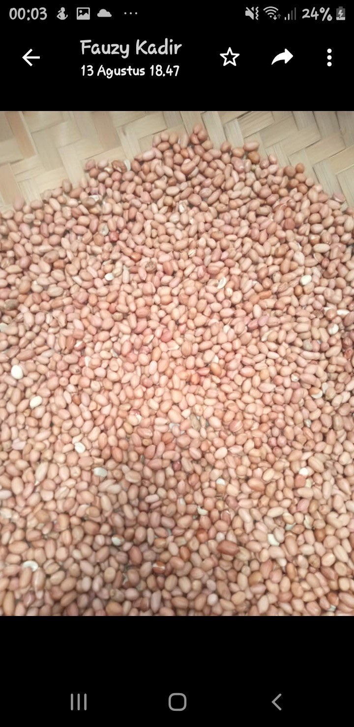 Kacang Tanah Import