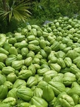 Labu siam bali