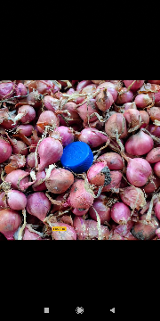 bawang merah