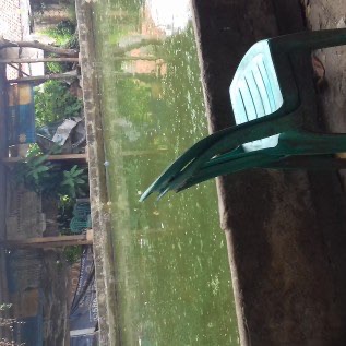 Jual Ikan lele galatama X pemancingan