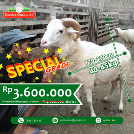Domba Lokal Qurban [Special 40-45kg]