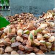Kelapa tua