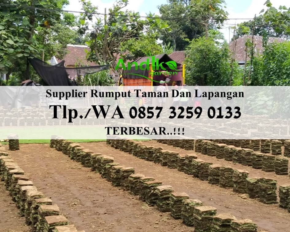 Harga Bibit Rumput Manila, Tlp. +62 857 3259 0133, ANDIKA GARDEN