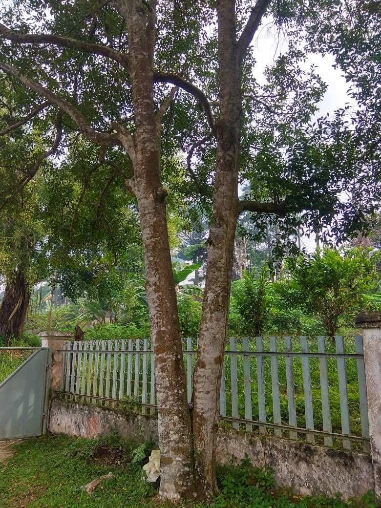 Jual Pohon Gaharu Batangan Sumatra Jambi