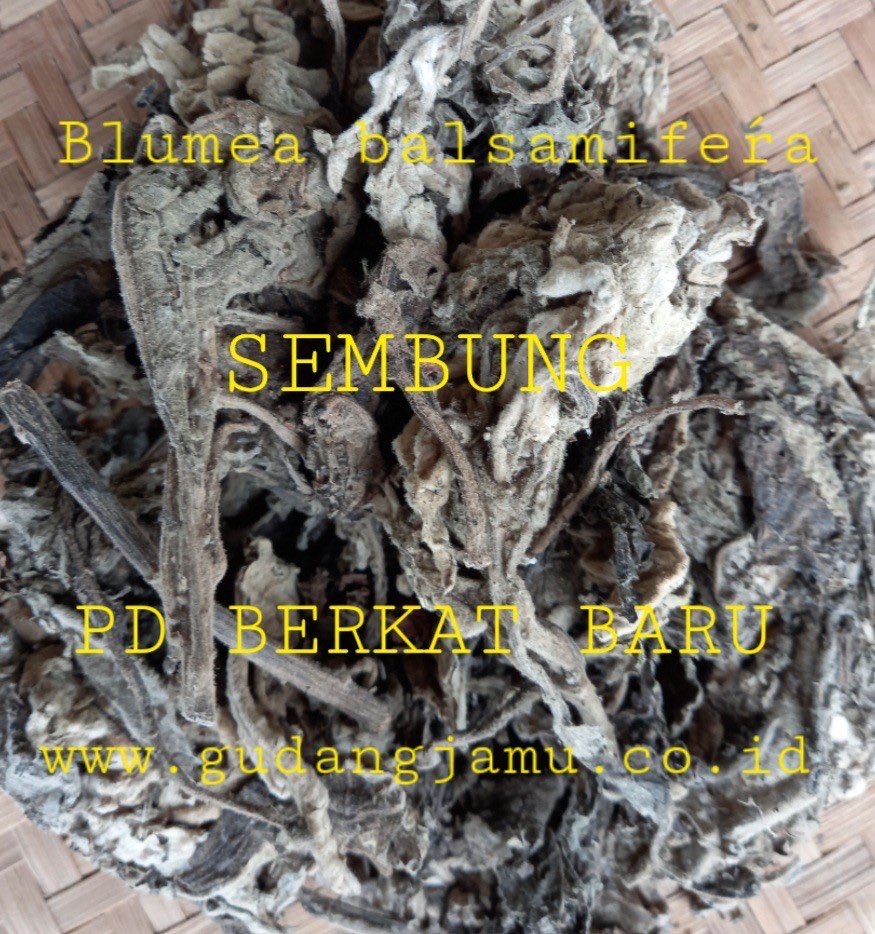 DAUN SEMBUNG BLUMEA BALSAMIFERA