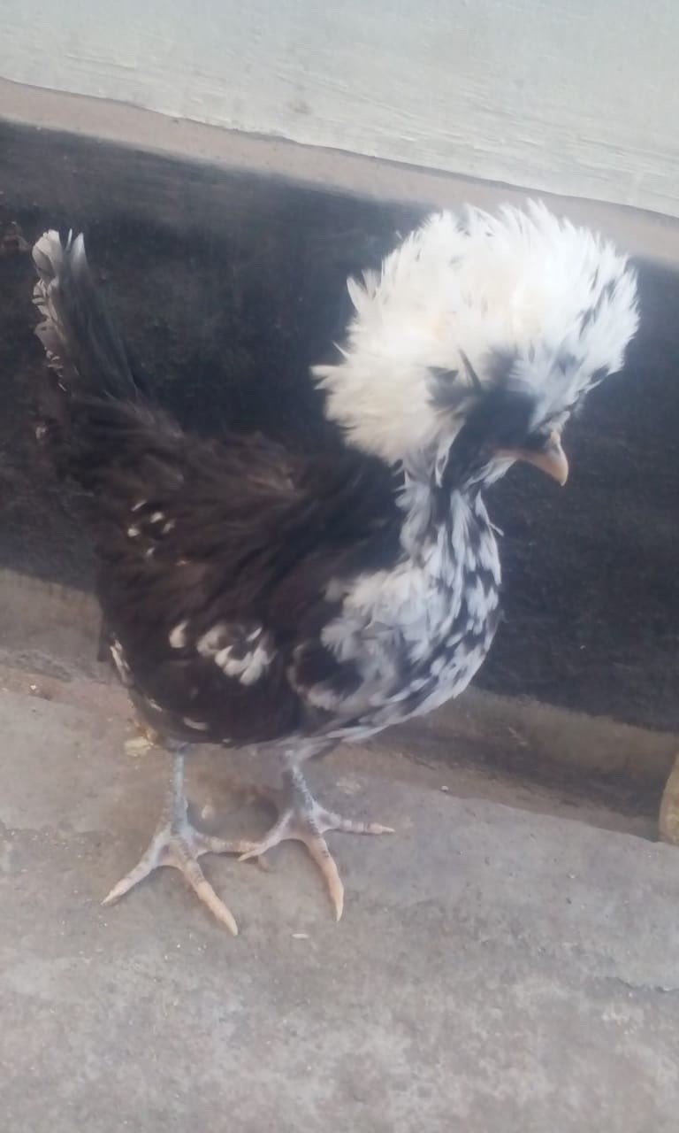 Dijual Ayam Poland dari Usia Anakan sampai Indukan