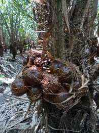 Salak Pondoh dan Madu Asli Turi