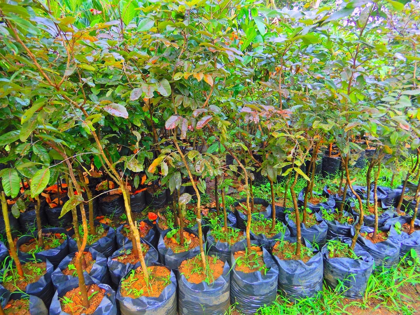 Jual Bibit Kelengkeng Merah