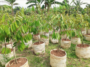 Bibit durian Musangking kaki 3