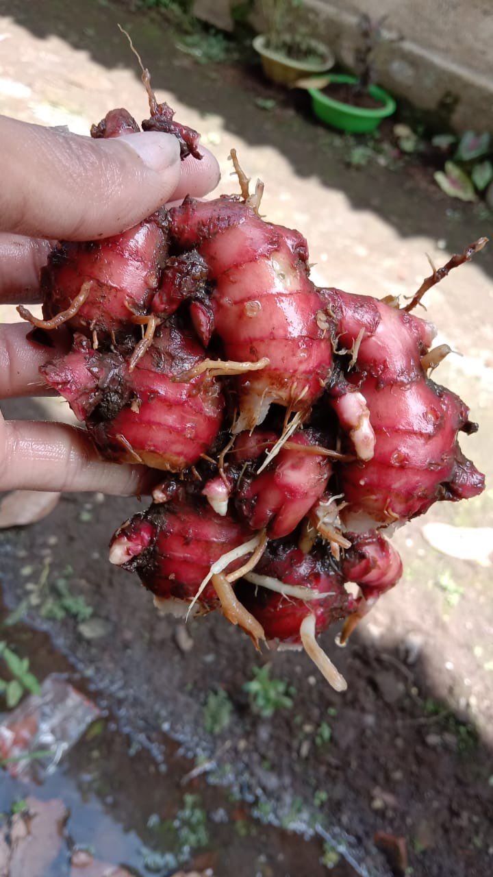 jahe merah