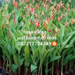 jual tanaman pisang lady 08.12.92.12.77.31