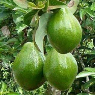JUAL TANAH KAVLING PERKEBUNAN MURAH BANDUNG