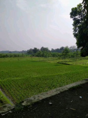 JUAL SAWAH DI PUSAT KOTA PURWAKARTA