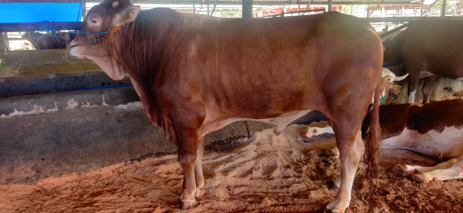 sapi pedaging dan qurban limosin simental