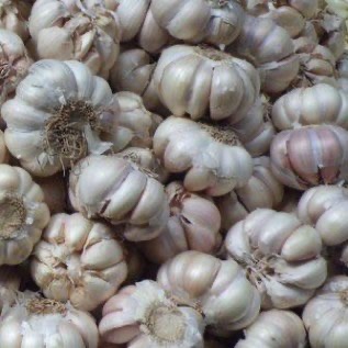 JUAL BAWANG PUTIH