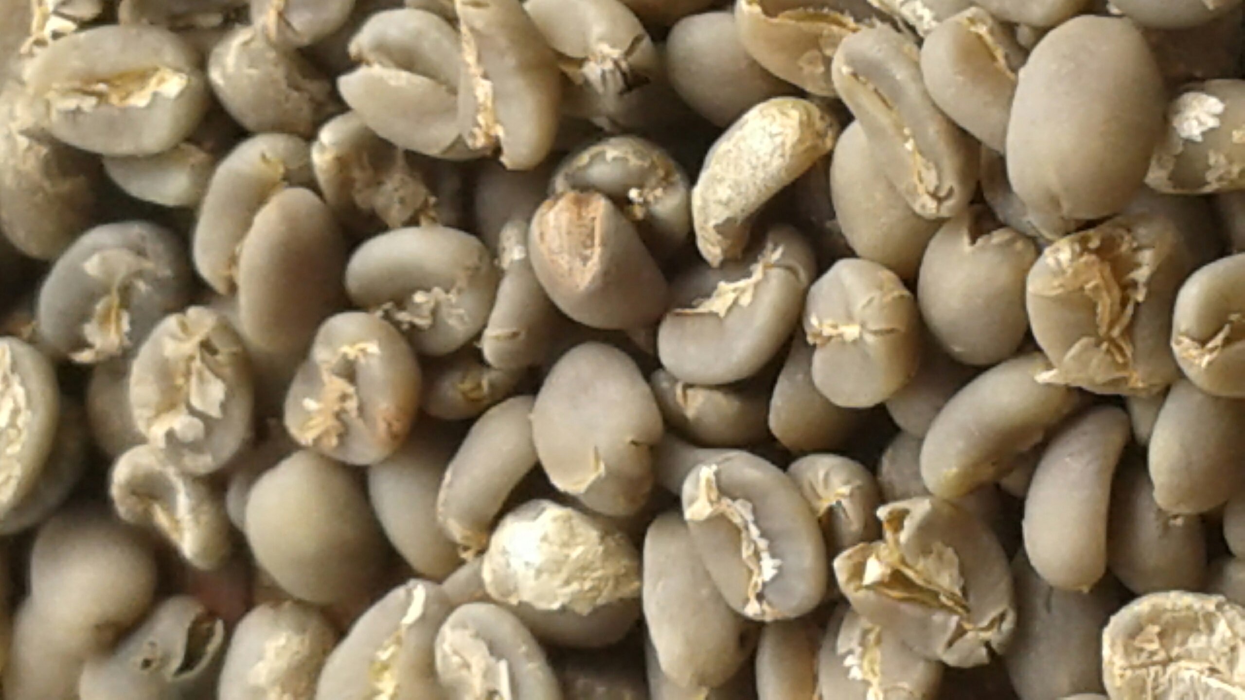 Greenbean ARABIKA GAYO
