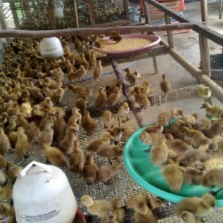 Jual dod bebek mojosari