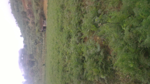 wortel segar puncak