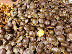 Buah JENGKOL