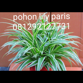jual pohon lili paris 