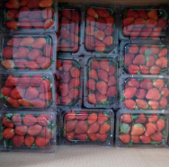 Strawberry Premium