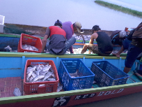 ikan mujair dan patin