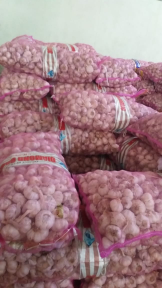 bawang putih KITA