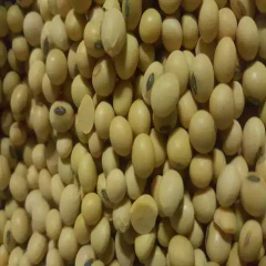 kacang kedelai kwalitas super
