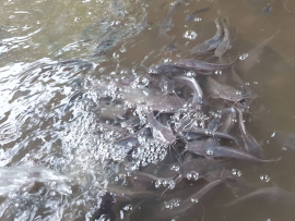 Jual ikan lele konsumsi