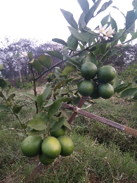 bibit lemon california