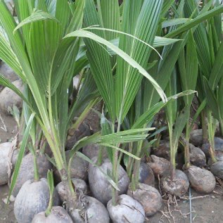 bibit kelapa puyuh siap tanam kulitas unggul